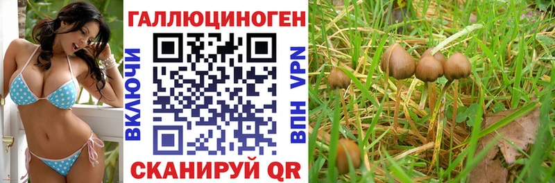 Псилоцибиновые грибы Cubensis  Будённовск 